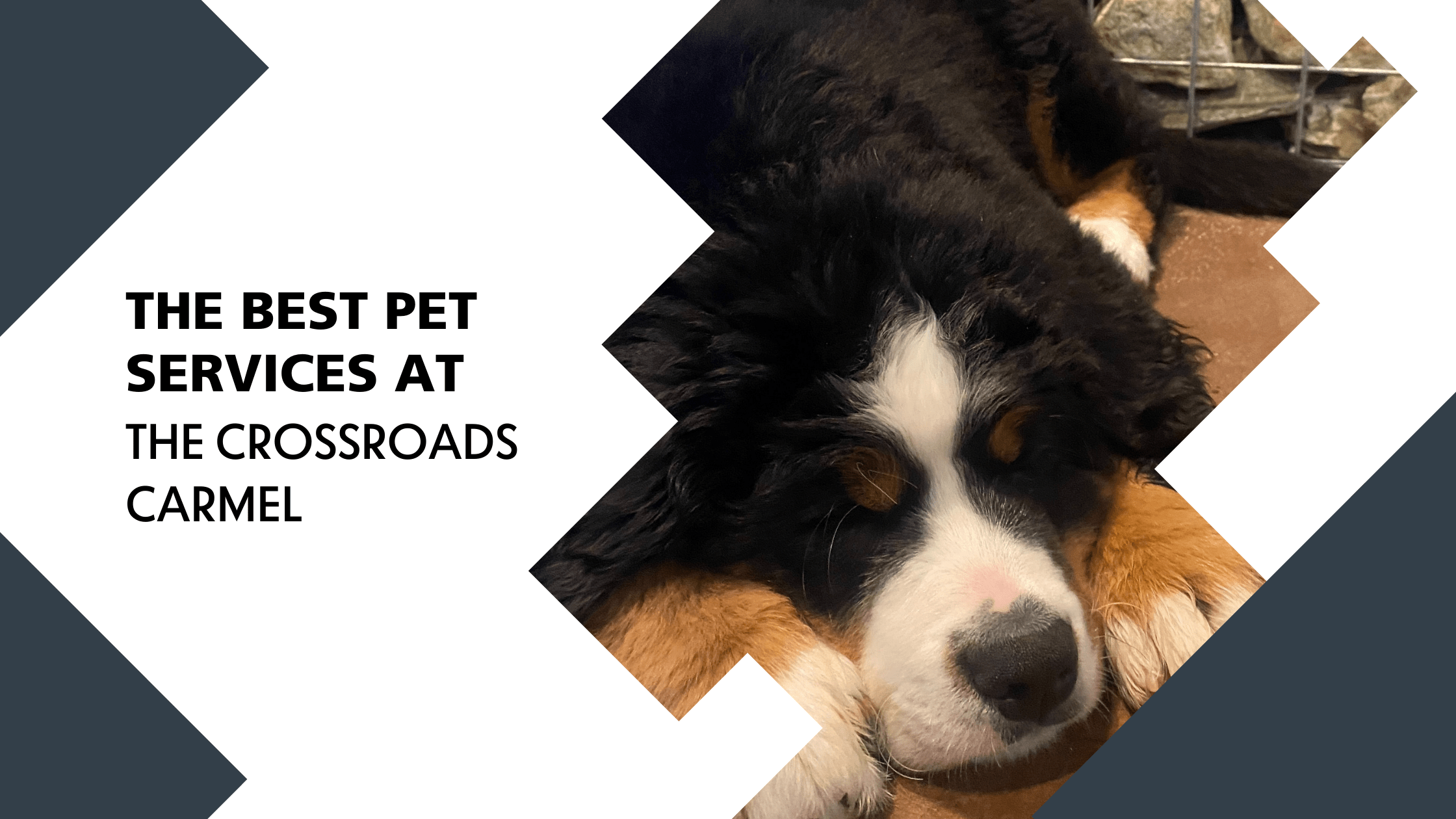 the best pet services to prepare for take your dog to work day crossroads carmel on pet specialists of monterey county