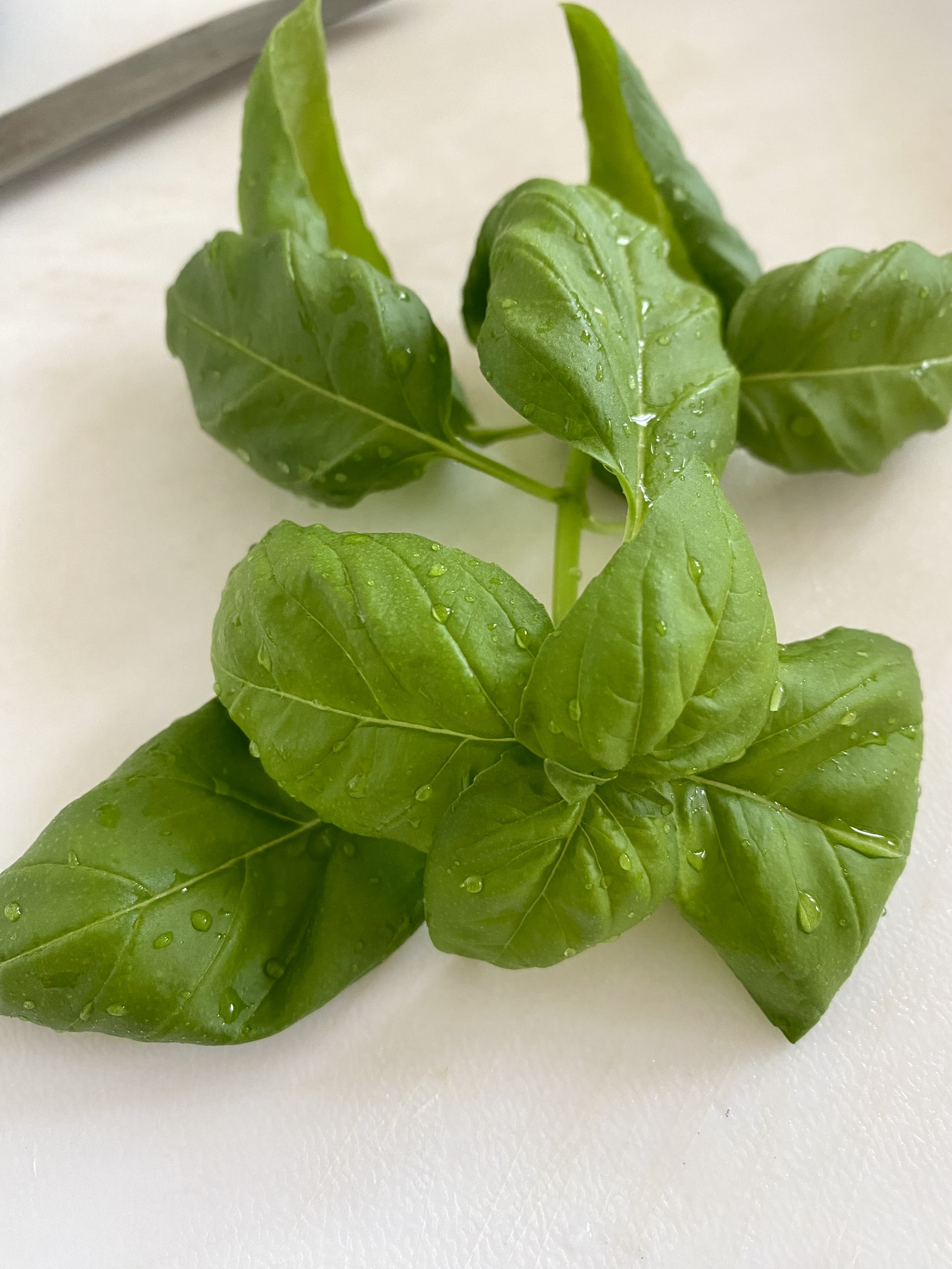 Sweet basil leaves