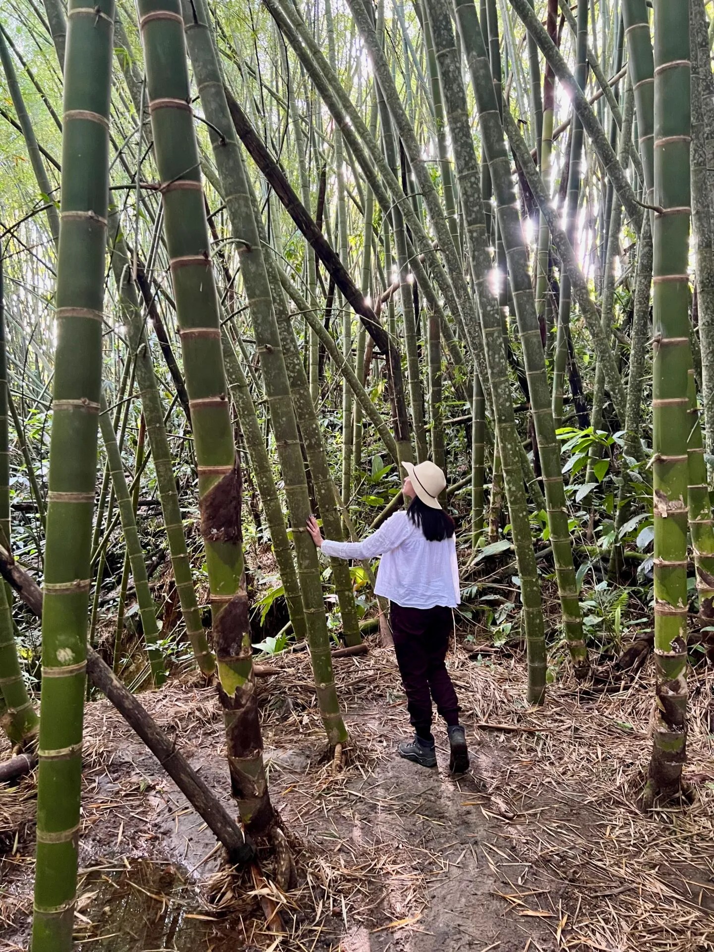 Walking through a Colombian coffee planatation