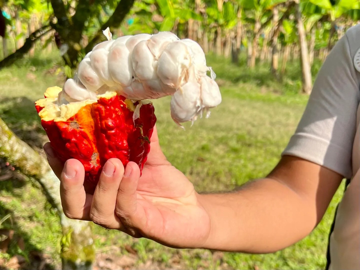 cocoa plant in Colombia