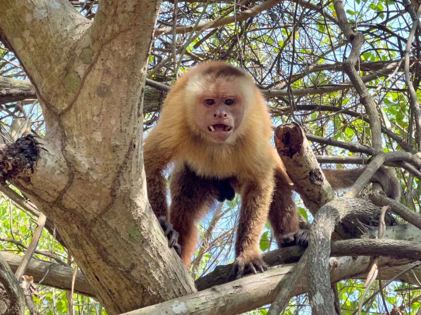 Monkey in Tayrona National Park
