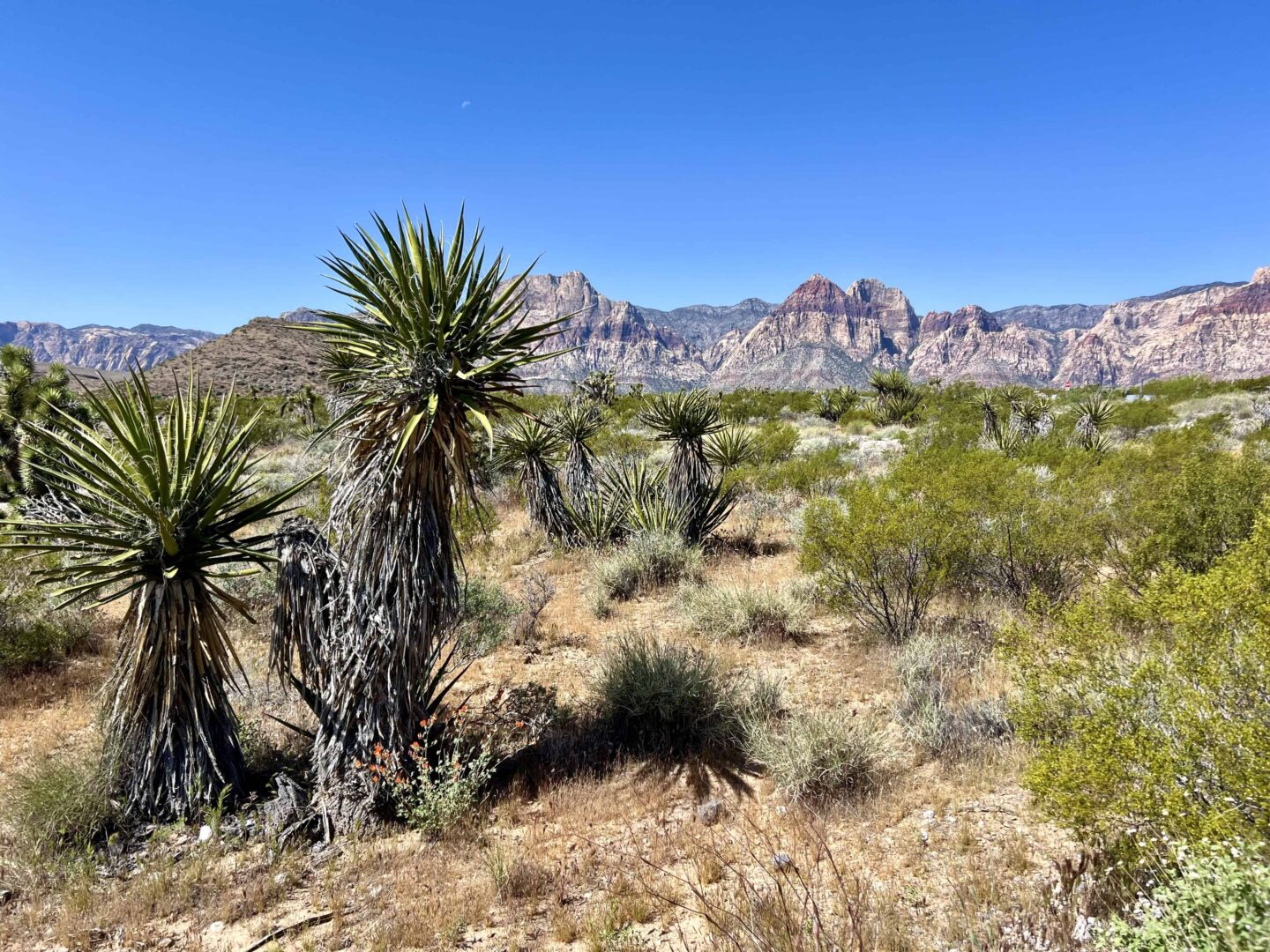 Red Rock Canyon in Nevada