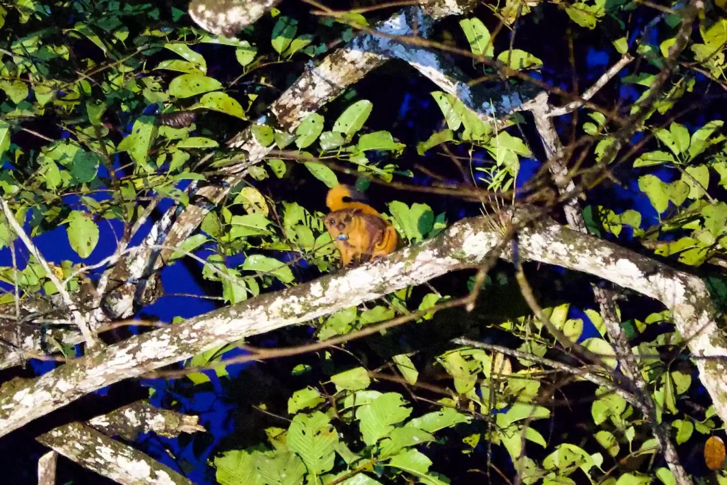 Guided wildlife night walk
