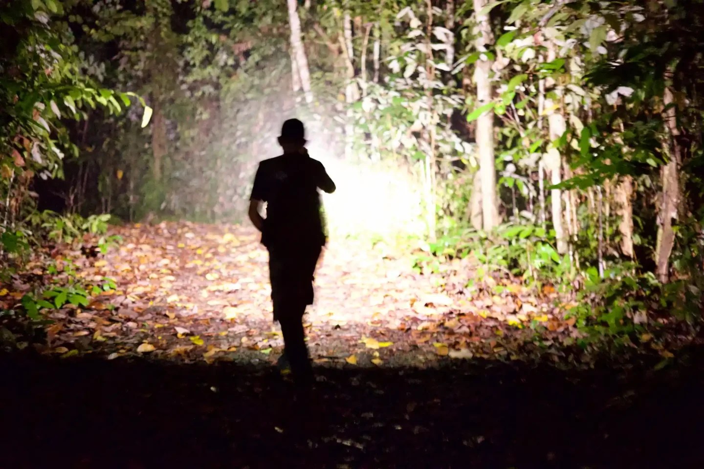 Night walk in rainforest