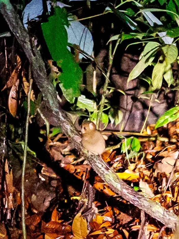 Western tarsier spotted in Sabah, Borneo
