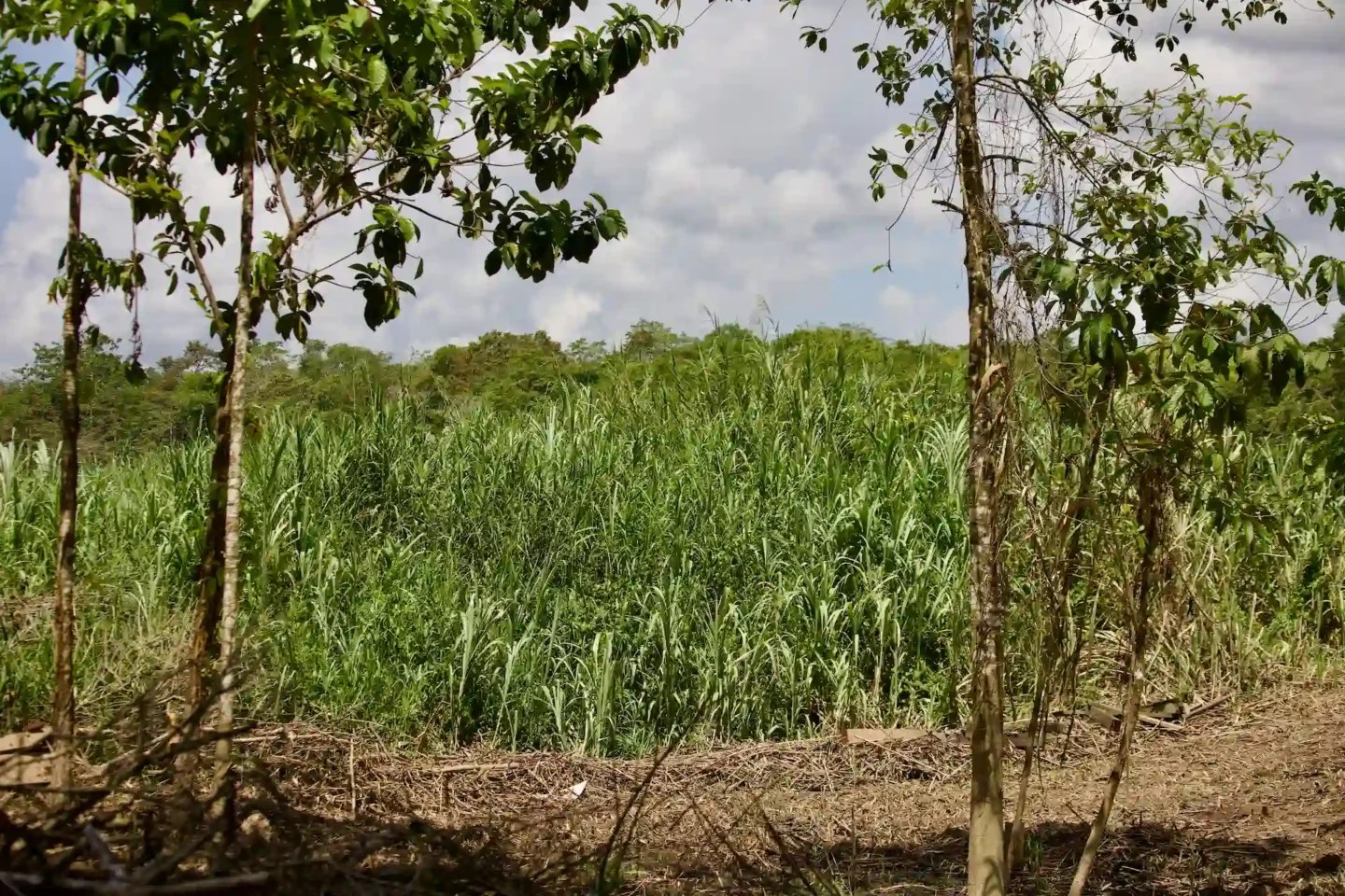 Elephant grass in Borneo