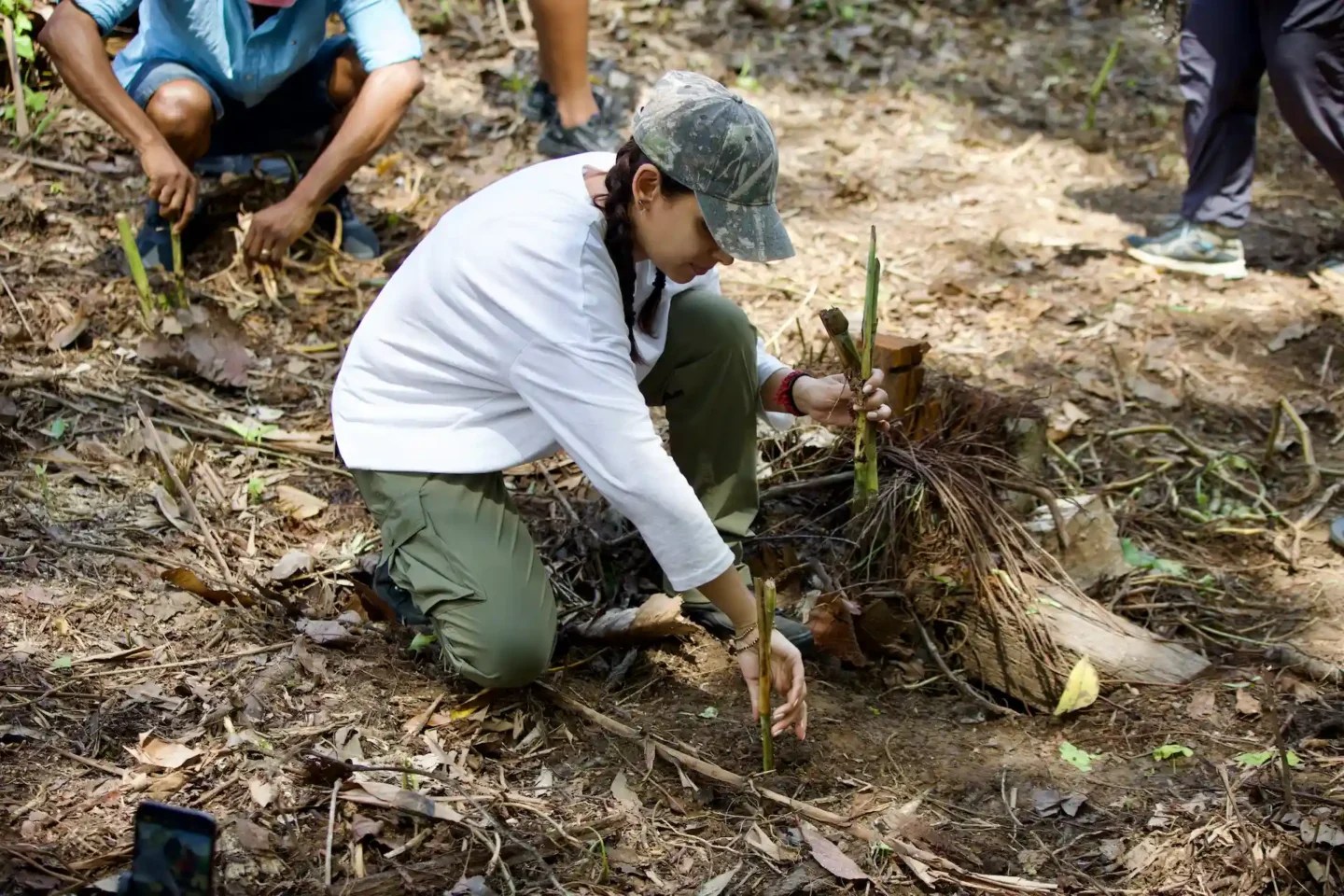planting elephant grass in Sabah, Borneo