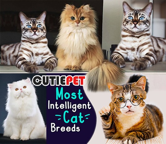 World Most Top 10 Intelligent Cat Breeds Ever! | thecutiepet.com