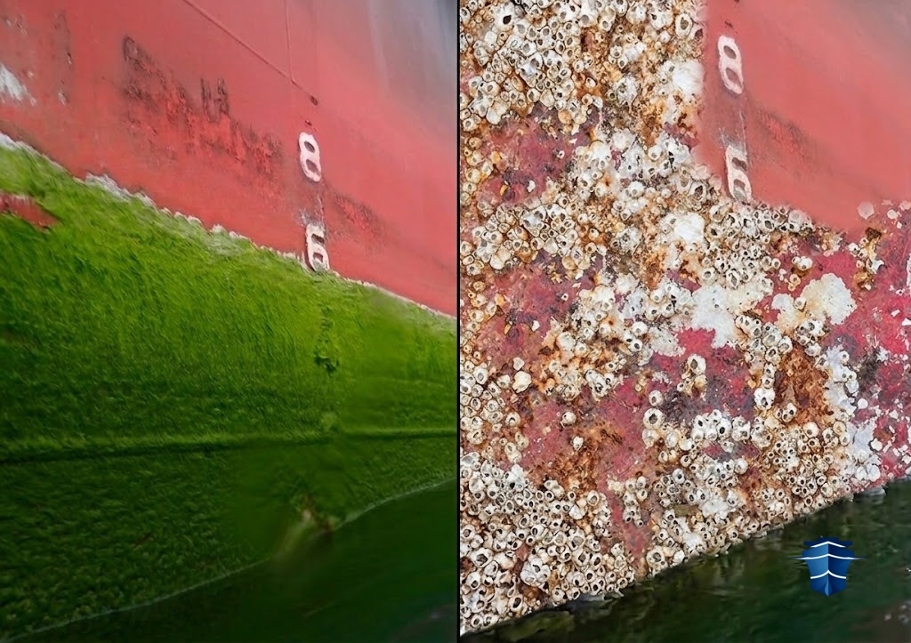 Slime or Barnacles? Why Ships Foul Differently in Hormuz