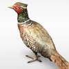 Franz  Bergman Bronze Pheasant - Image 2