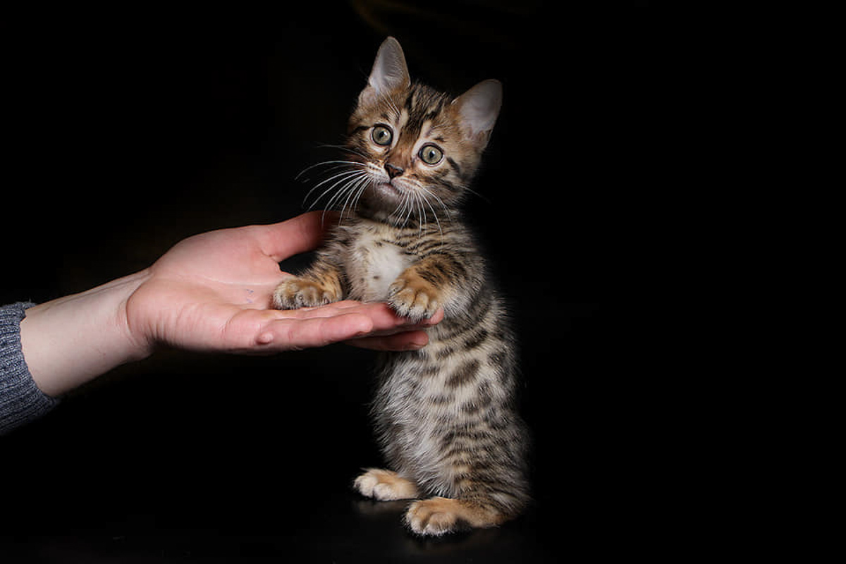 genetta cat