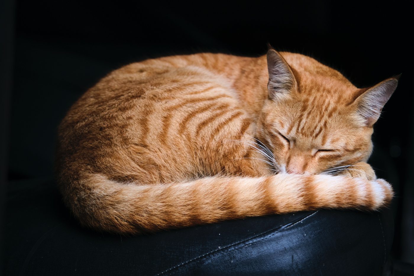 Seu gato está dormindo demais? O que você precisa saber