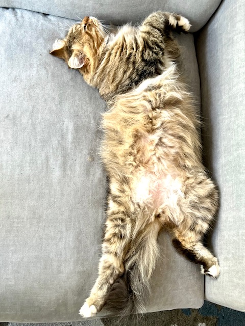 tabby siberian cat lying on its back on a couch