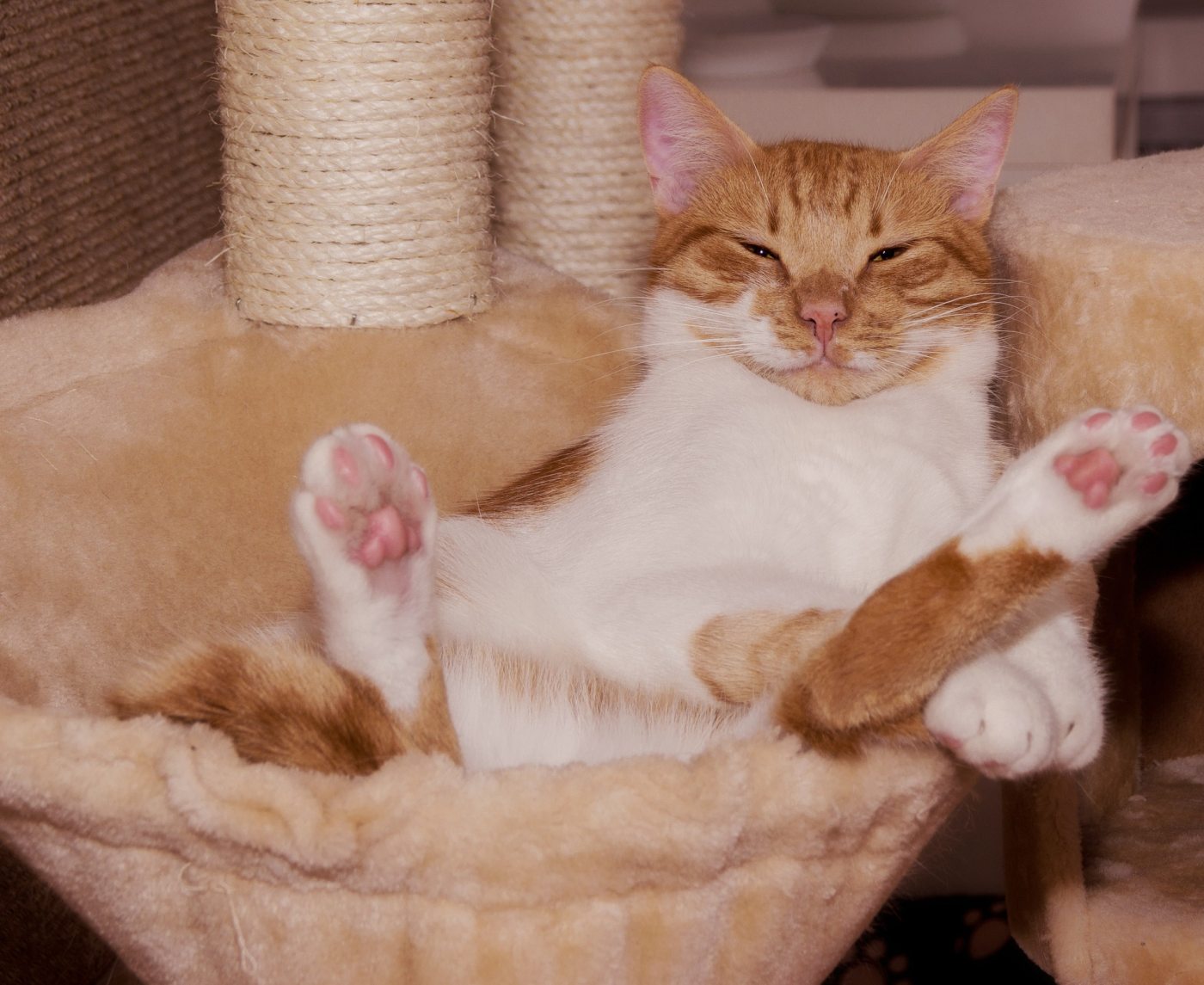 Why Do Cats Lay on Their Backs? 7 Reasons I Discerning Cat