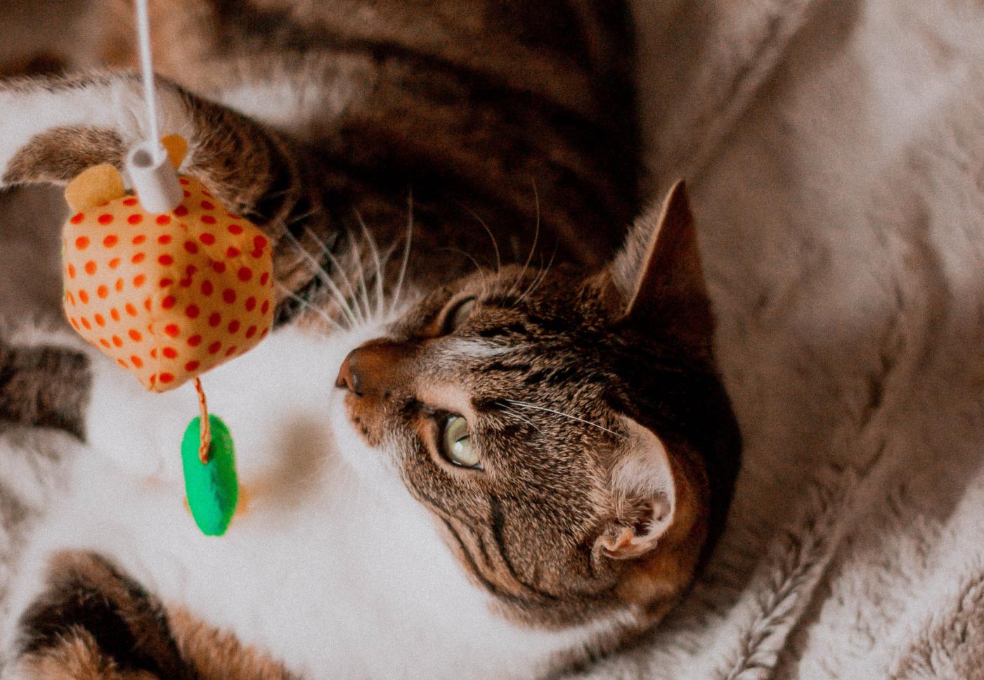Why Do Cats Like String? (2023) 5 Reasons Animal Zone