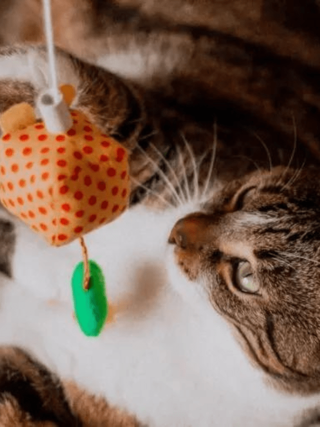 Here Are The Main Reasons Why Cats Like String Story The Discerning Cat