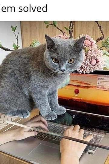 These Cat Memes Are So Cute It Should Be Illegal (Every Owner Will Agree) 5 problem-solved-cat-meme