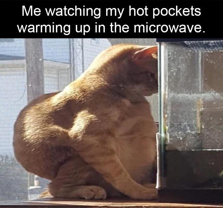 watching-hot-pockets-in-microwave