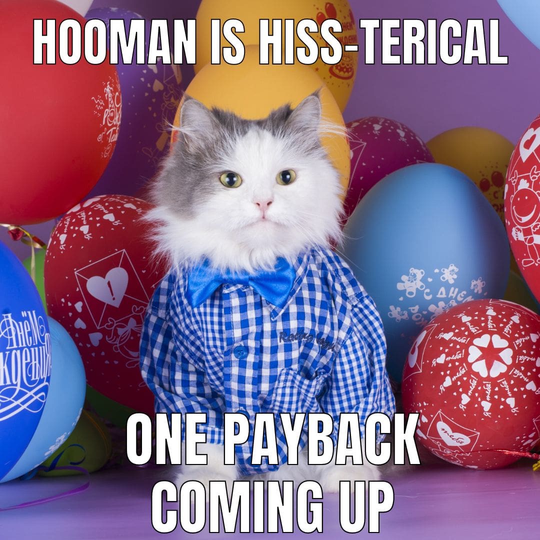 birthday-cat-plotting-revenge-plans