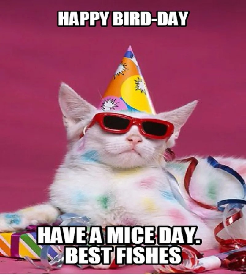 cool-cat-sends-his-regards