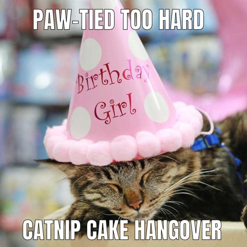 pawtied-too-hard