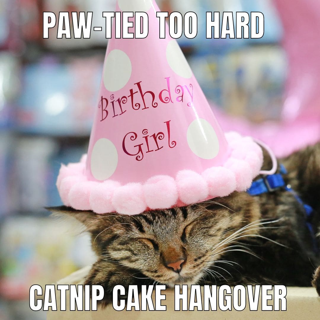 pawtied-too-hard
