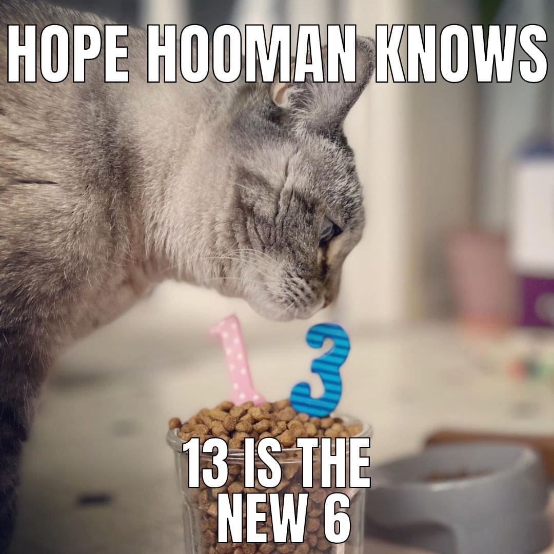 some-cats-get-better-with-age