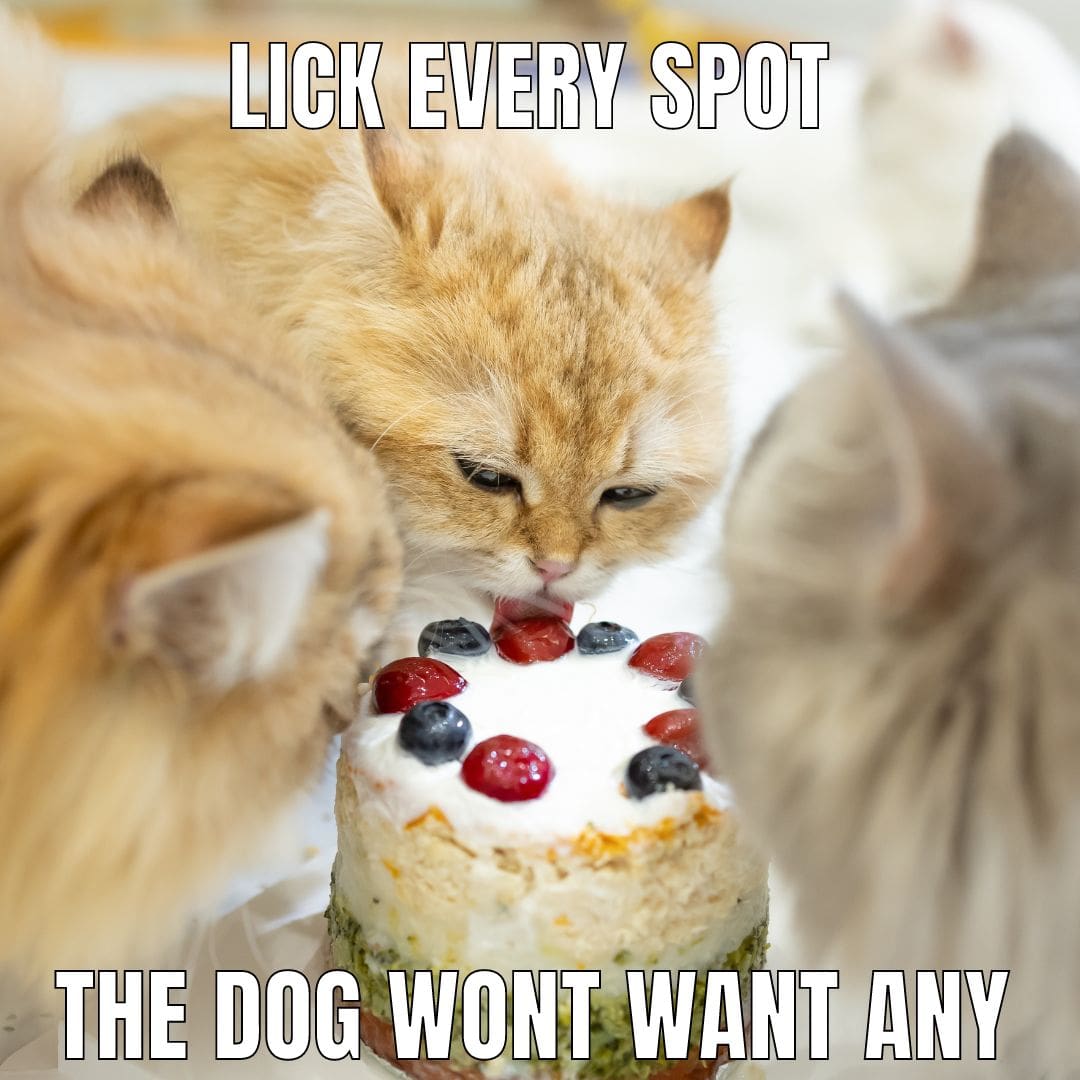 these-cats-wants-all-the-cake