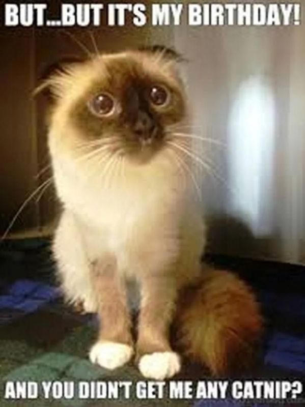 this-cat-cannot-believe-you-forgot-catnip