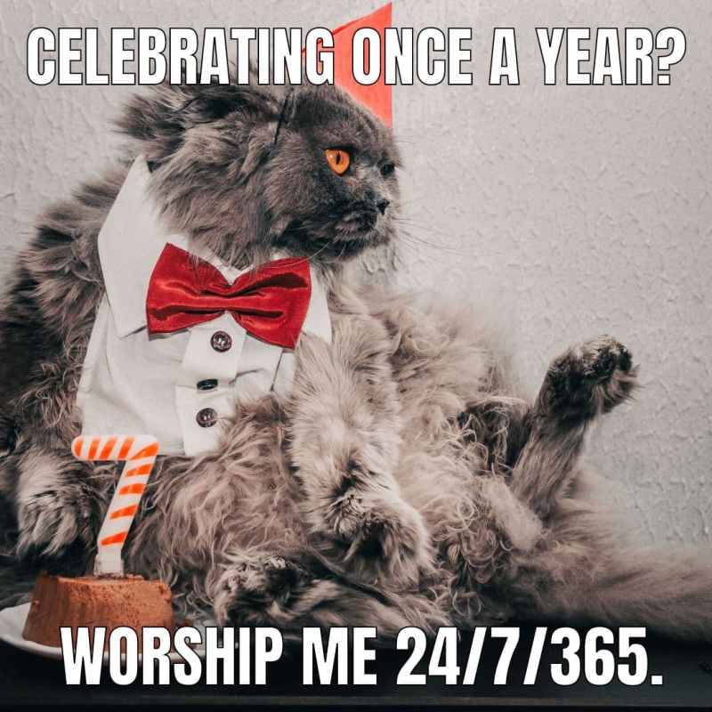 this-is-the-real-truth-of-owning-cats