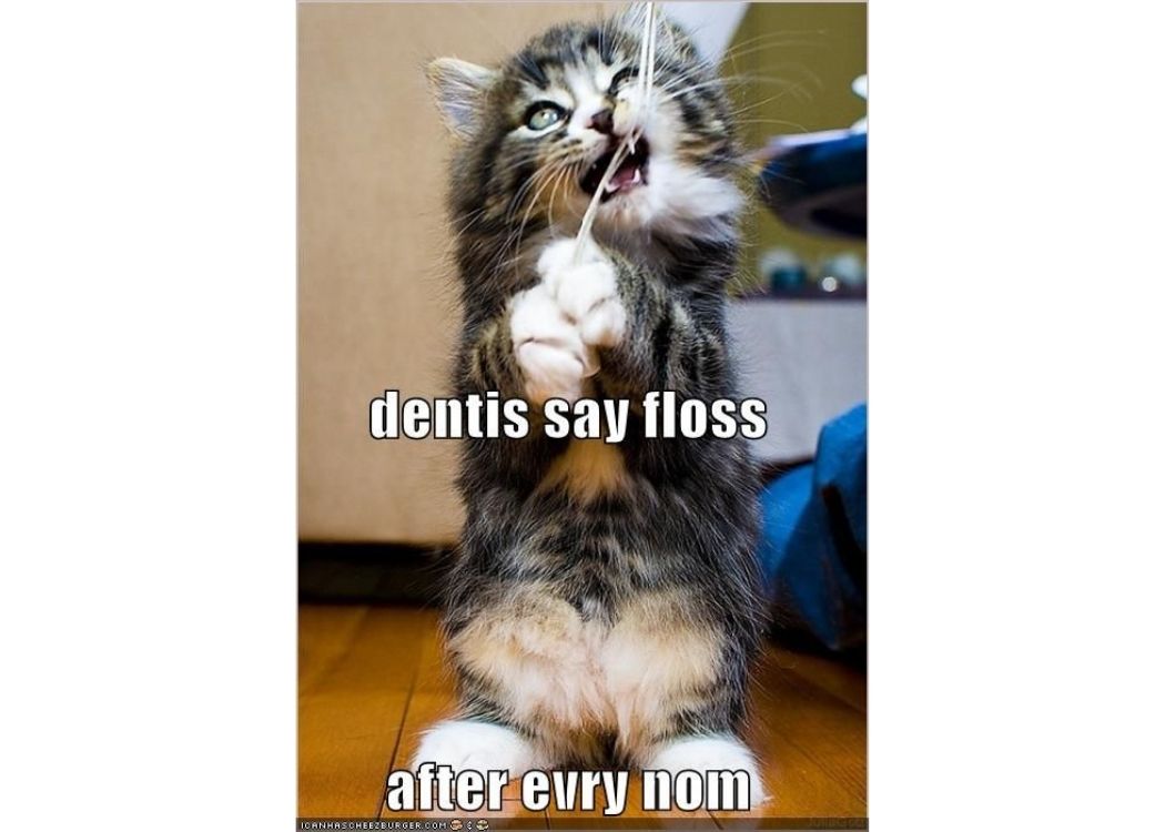 floss-nom-cat