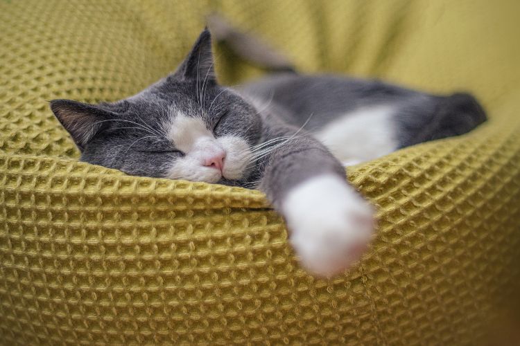 10 maneiras suaves e sem drogas de ajudar seu gato a relaxar 1 gato cinza e branco dormindo