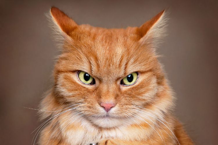 angry orange cat