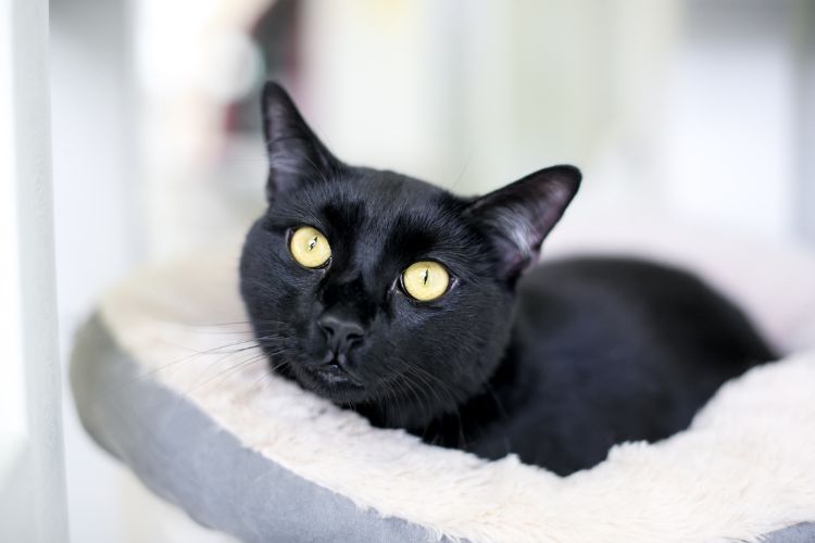 black cat with constricted pupils