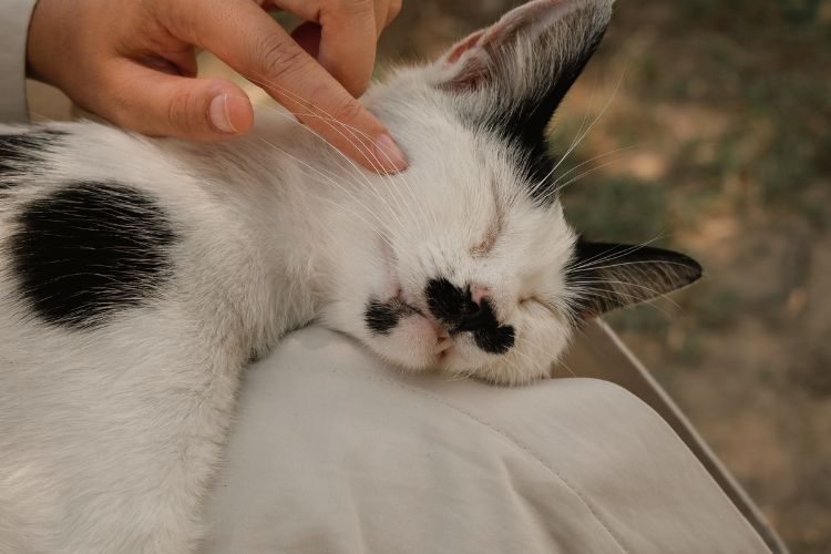 black and white cat being tickled