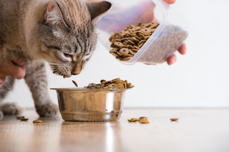 10 maneiras suaves e sem drogas de ajudar seu gato a relaxar 6 gato malhado com tigela de comida
