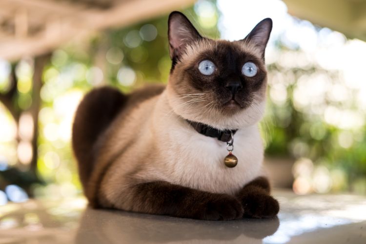 10 maneiras suaves e sem drogas de ajudar seu gato a relaxar 8 gato siamês