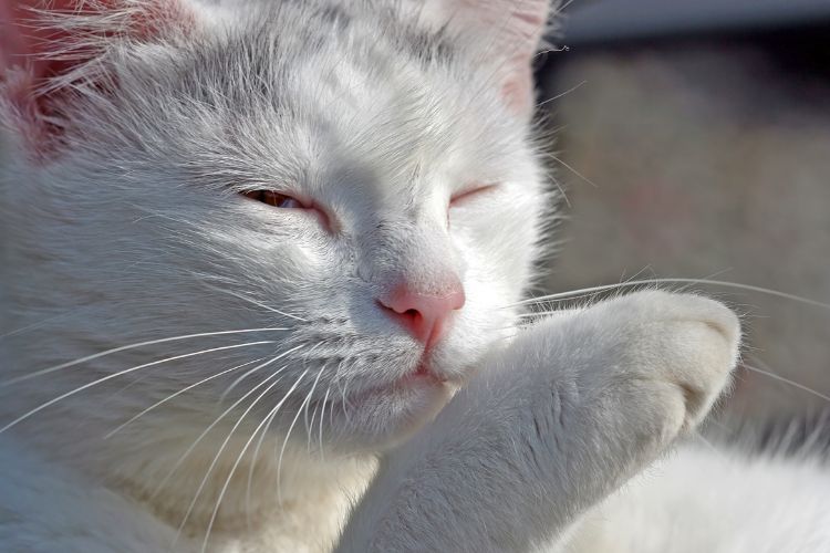 white cat slow blinking