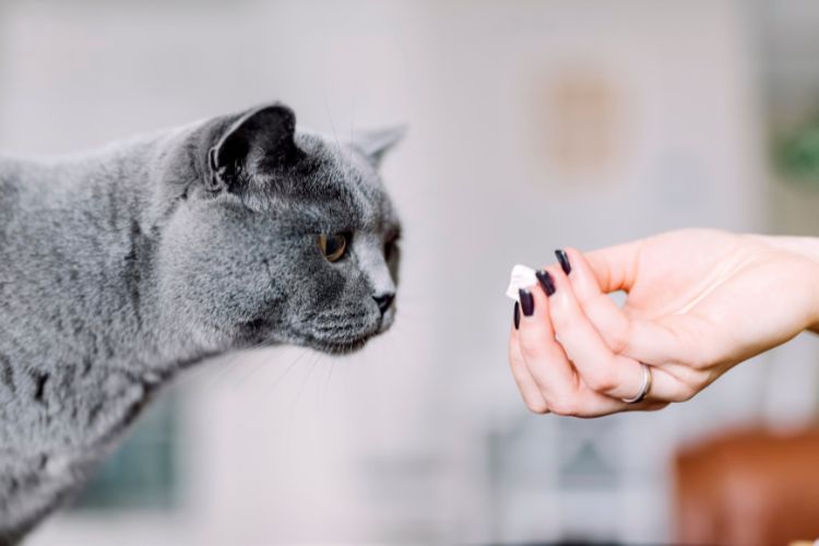 grey cat staring at treat