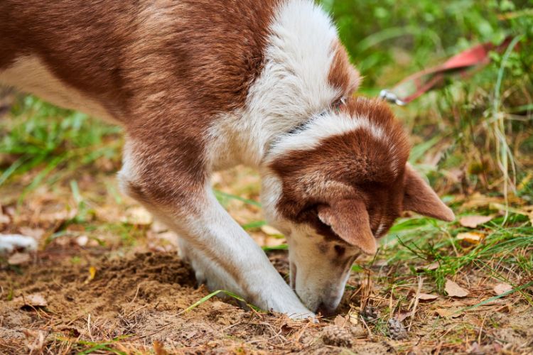 brown and white dog with nose in ground