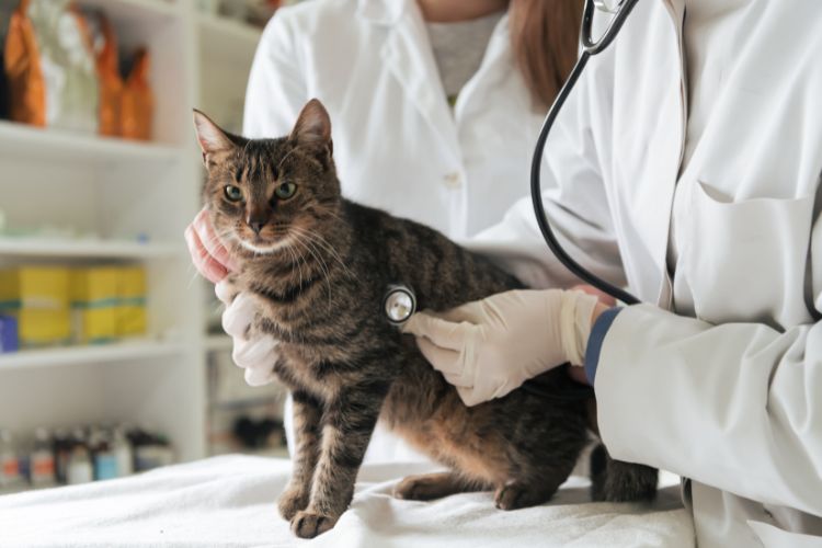 cat at the vet
