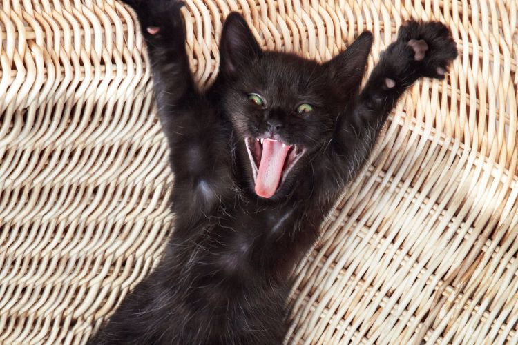 black cat with zoomies