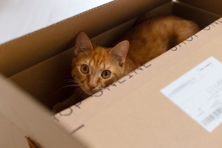 10 razões pelas quais a vida com um gato nunca é chata 2 gato de gengibre em uma caixa