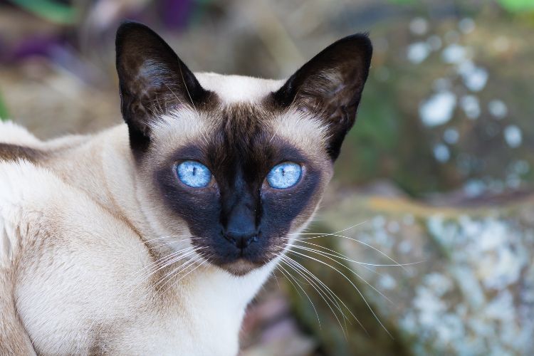 10 razões pelas quais a vida com um gato nunca é chata 7 Tonkinese Cat