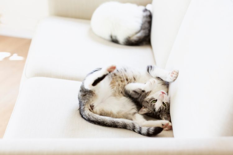 cat in weird position