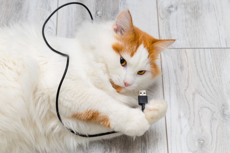 cat with cord