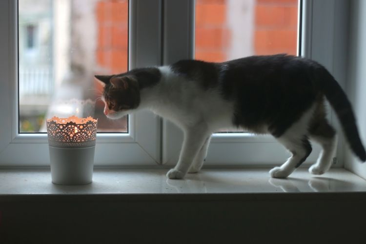 cat with a candle