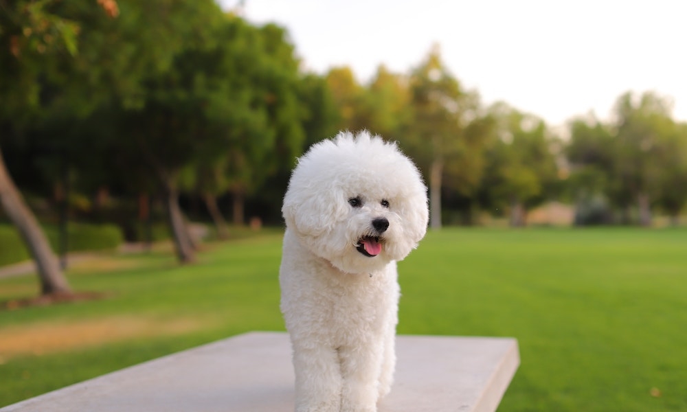 bichon frise dog
