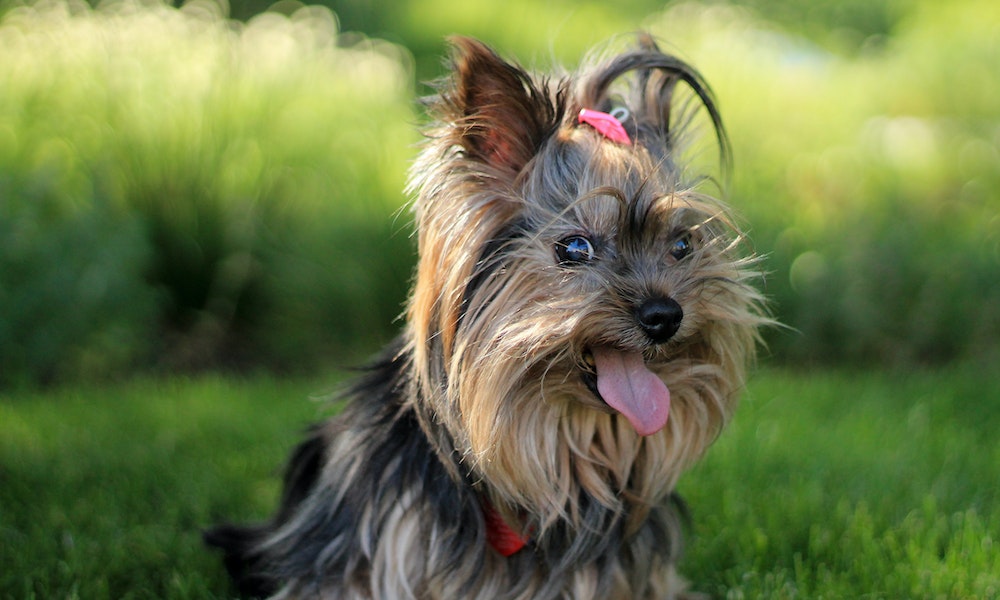 yorkshire terrier
