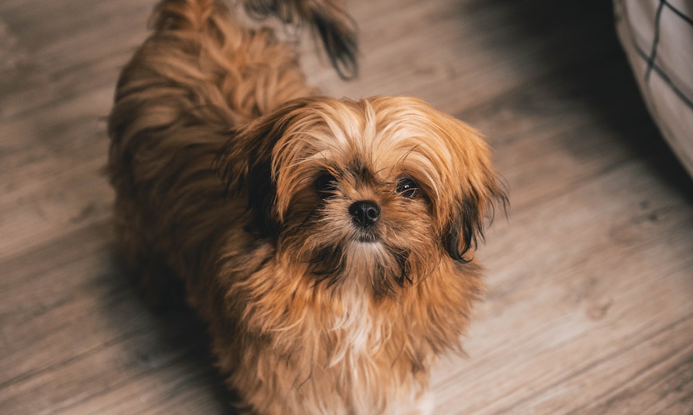 shih tzu dog